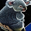 Jeu Acrobat koala slide puzzle en plein ecran