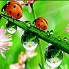 Jeu Acrobat ladybird beetles puzzle en plein ecran