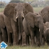 Jeu African Elephant Herd Jigsaw en plein ecran