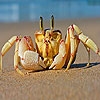 Jeu Alone crab at the beach puzzle en plein ecran