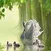 Jeu Beautiful ducks on the lake puzzle en plein ecran