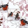 Jeu Berries Birds Sliding en plein ecran