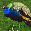 Jeu Big peacock puzzle en plein ecran