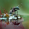 Jeu Black ant in the lake slide puzzle en plein ecran