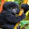 Jeu Black baby gorilla slide puzzle en plein ecran
