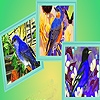 Jeu Blue sparrows in fall puzzle en plein ecran