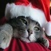 Jeu Christmas Cat Sliding en plein ecran