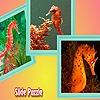 Jeu Colorful sea horses puzzle en plein ecran