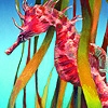 Jeu Colorful seahorses puzzle en plein ecran