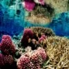 Jeu Coral Reef Jigsaw en plein ecran