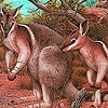 Jeu Coward kangaroos puzzle en plein ecran