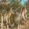 Jeu Coward kangaroos slide puzzle en plein ecran