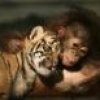 Jeu Cute friends: Chimp and tiger en plein ecran