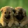 Jeu Cute friends: Puppy twins en plein ecran