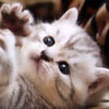 Jeu Cute Kitties Hidden Numbers en plein ecran