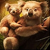 Jeu Cute koala family slide puzzle en plein ecran
