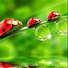 Jeu Cute  red ladybirds slide puzzle en plein ecran