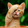 Jeu Cute shy cat slide puzzle en plein ecran