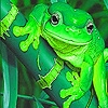 Jeu Cute water frogs puzzle en plein ecran