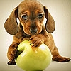 Jeu Dog and apple slide puzzle en plein ecran