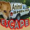 Jeu Animal Shelter Escape en plein ecran