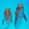 Jeu Dolphins in the pool slide puzzle en plein ecran