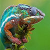 Jeu Fast colorful chameleon slide puzzle en plein ecran