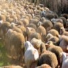 Jeu Flock of Sheep Slider en plein ecran