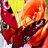 Jeu Flowers and butterfly puzzle en plein ecran