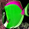 Jeu Fluorescent fishes in ocean puzzle en plein ecran