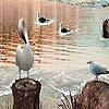 Jeu Four birds on the lake slide puzzle en plein ecran