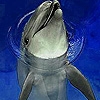 Jeu Funny dolphin in the pool slide puzzle en plein ecran