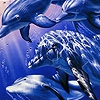 Jeu Funny dolphins in the sea puzzle en plein ecran