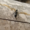 Jeu Jigsaw: Giant Ant en plein ecran