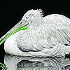 Jeu Green billed pelican puzzle en plein ecran
