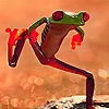 Jeu Green frog and orange feet puzzle en plein ecran
