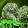 Jeu Green hedgehogs puzzle en plein ecran