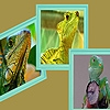 Jeu Green iguanas in zoo puzzle en plein ecran