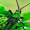 Jeu Green insect slide puzzle en plein ecran