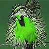 Jeu Green silly bird slide puzzle en plein ecran