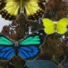Jeu Hidden 120 Butterflies en plein ecran