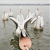 Jeu Hungry pelicans slide puzzle en plein ecran