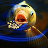 Jeu Hungry yellow fish slide puzzle en plein ecran