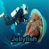 Jeu Jellyfish en plein ecran