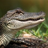 Jeu Jigsaw: Alligator en plein ecran