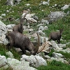Jeu Jigsaw: Alpine Ibex en plein ecran