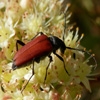 Jeu Jigsaw: Beetle en plein ecran