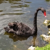 Jeu Jigsaw: Black Swan en plein ecran