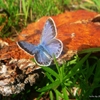 Jeu Jigsaw: Blue Butterfly en plein ecran