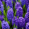 Jeu Jigsaw: Blue Hyacinths en plein ecran